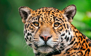 Fototapeta na wymiar Un poderoso Jaguar