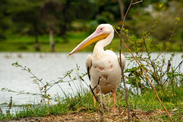PELÍCANO EN KENIA