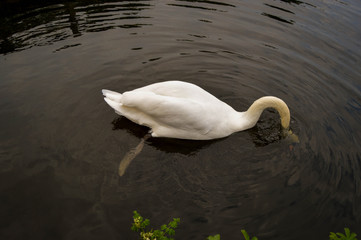 swan