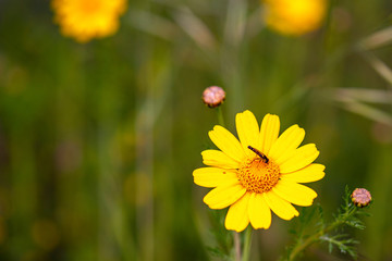 the blooming spring flowers