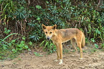 Wild dingo on Frazer Island approaching curiously