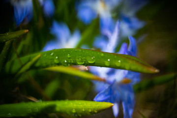 Closeup of blooming blue scilla luciliae flowers with raindrops in sunny day. First spring bulbous plants. Selective focus with bokeh effect.