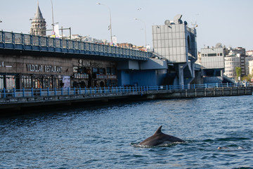 Group of dolphins jumping on the water in Istanbul