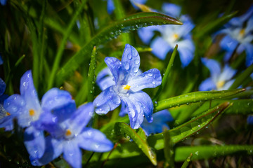 Closeup of blooming blue scilla luciliae flowers with raindrops in sunny day. First spring bulbous plants. Selective focus with bokeh effect.