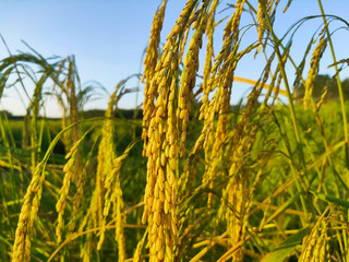 paddy of rice with blue sky.asian agriculture food concepts.economic plants of Thailand.