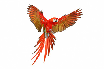 Scarlet macaw parrot flying isolated on white background. © Passakorn
