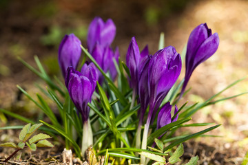 Violet beautiful crocuses in early spring garden. Soft selective focus.