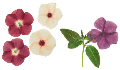 Pressed and dried delicate flower catharanthus, isolated on white background. For use in scrapbooking, floristry or herbarium