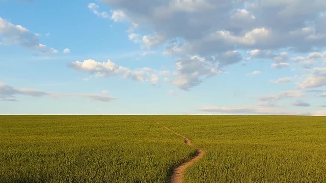 Narrow footpath across a growing wheat green field below a blue sky. Natural spring vertical orientation minimalist background. Peaceful scene with a path to the horizon, idyllic rural landscape.
