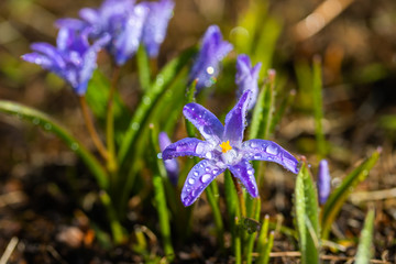 Closeup of blooming blue scilla luciliae flowers with raindrops in sunny day. First spring bulbous plants. Selective focus with bokeh effect.
