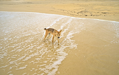 Wild dingo on Frazer Island approaching curiously