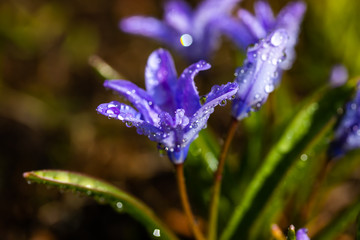 Closeup of blooming blue scilla luciliae flowers with raindrops in sunny day. First spring bulbous...