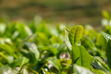 China's green tea garden. Spring tea plantation.