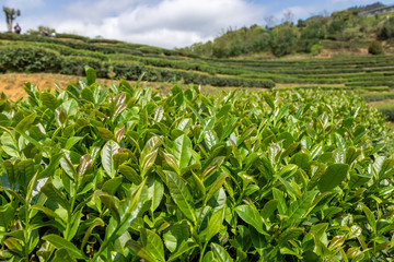 China's green tea garden. Spring tea plantation.