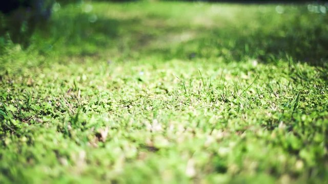 Walking at grass level on a sunny day, slow motion