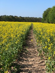 Fototapeta na wymiar rapeseed field in spring, saerbeck, germany