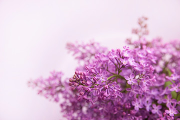 Obraz premium A branch of blossoming lilac (syringa) flowers. Lilac background. Lilac closeup.