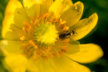 Yellow flower stamen closeup. Macro shooting of nature, flowers. Stamens and pistils, Flower flora. On a green background, petals. The scent of flowers attracts bees