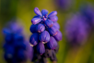 Muscari purple flower close-up. Maksro shooting. Spring flowers. Beautiful flora. Live nature. Garden plants
