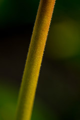 The stalk of the flower. The villi on the stem. Macro close-up shot. Green tulip stalk