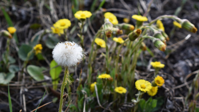 Huflattich, Tussilage farfara, fruchtende Bl&uuml;te und bl&uuml;hende Triebe im Hintergrund