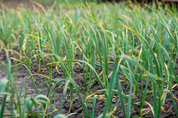 Seedlings of garlic in the ground. The stems of plants. Garden. Garden plot. Close up of stalks of garlic in the ground