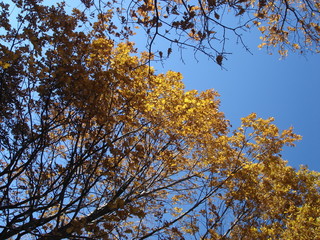 autumn oak trees against blue sky