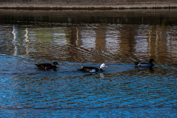 ducks in the lake, Duck