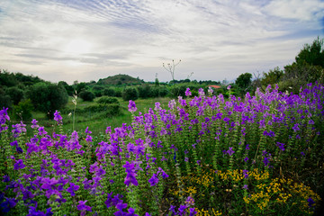 Blumenwiese auf Rhodos