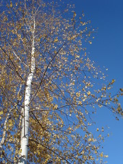birch trees in autumn on a blue sky background