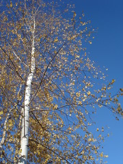 Obraz premium birch trees in autumn on a blue sky background
