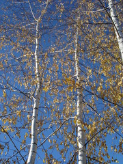 birch trees in autumn on a blue sky background