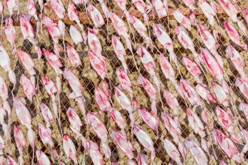 dried squid under sunlight