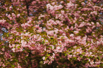 Beautiful sakura blossom closeup. Fresh spring nature, botanic inspiration,