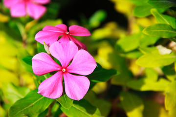 natural pink flowers periwinkle on a background of green leaves