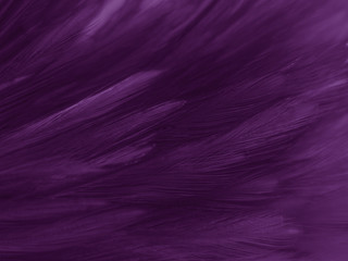 Fototapeta premium Beautiful abstract white and purple feathers on white background and soft white feather texture on white pattern and purple background, feather pink background , purple banners