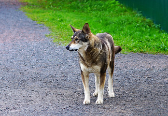 An old dog is standing on the road.