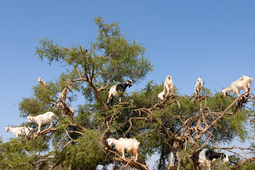 Heard of moroccan goats climbed on Argan tree and eating Argan nuts.