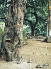 Five squirrel playing around tree trunk