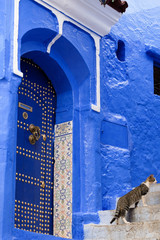 Lonely cat near decorated door in Kasbah - old city of Chefchaouen, Morocco