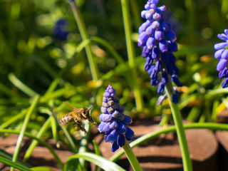 Pszczoła na kwiatach © Darek P.