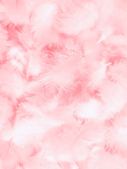 Fototapeta premium Piękne abstrakcyjne białe i różowe pióra na białym tle i miękkie białe piórko tekstury na różowym wzorze i różowym tle, tło pióro, różowe banery
