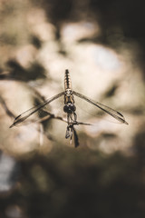 The beautiful Grasshopper in the garden