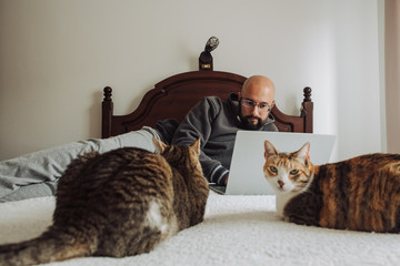 Two cats on foreground sitting on bed and a bald-headed man working on laptop on background. Freelance or work at home concept