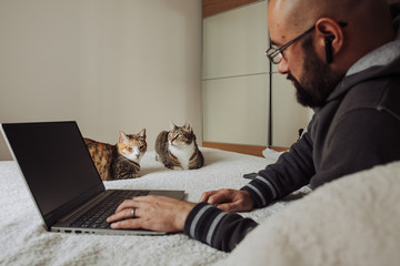 Bold-headed bearded millennial man working on laptop while lying on bed in bedroom with two cats around. Working from home concept, freelance concept