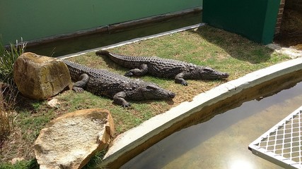 alligator in the open taking a sunbath
