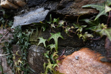 Vines on a stone wall