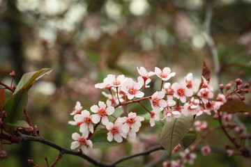 Blooming gardens in spring, blooming spring tree