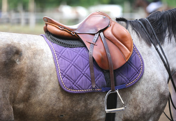 Photo of a sport horse during dressage competition under saddle