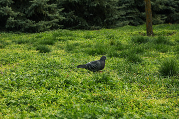 Dove walking on green grass in park. Spring